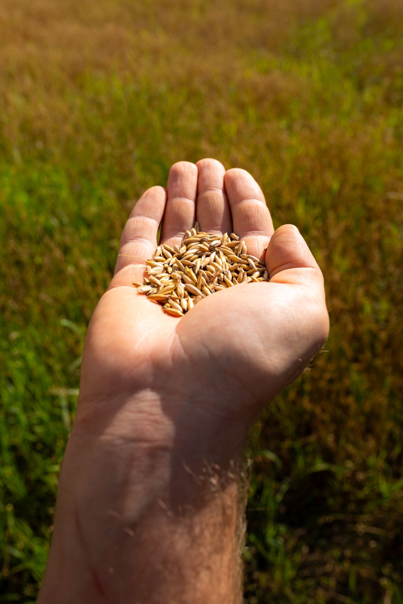 OÜ KOKSVERE VESKI Mahe kaerahelbed, Mahe täistera nisujahu, Mahe odrakruup Üle Eesti